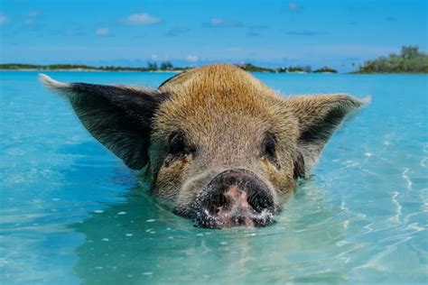 eleuthera pigs|Swim with Pigs & Turtles in Nassau Bahamas